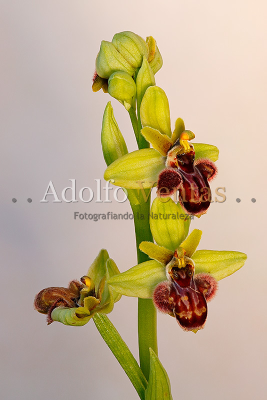 Ophrys x cosana