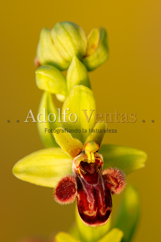 Ophrys x cosana
