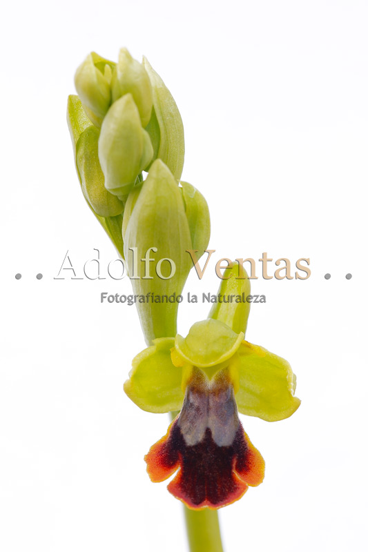 Ophrys x gauthieri