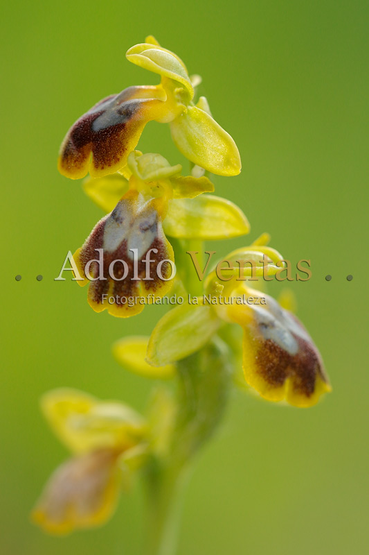 Ophrys x gauthieri
