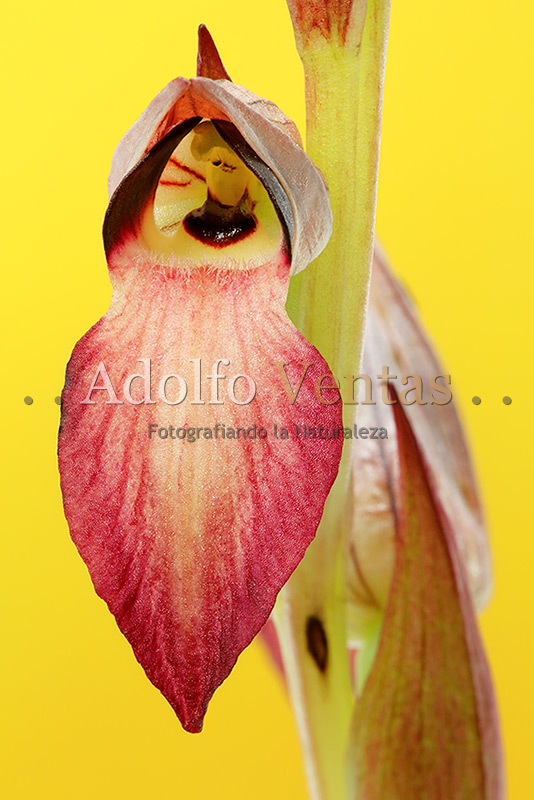 Serapias lingua (Detalle Flor)