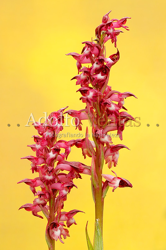 Orchis coriophora