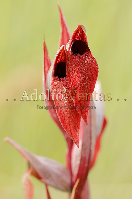 Serapias vomeracea (flores: vista frontal)