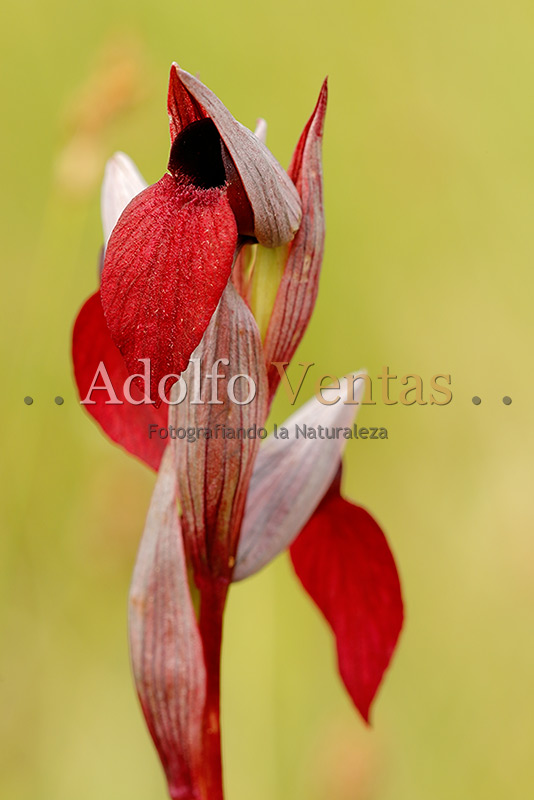 Serapias x intermedia (Inflorescencia)