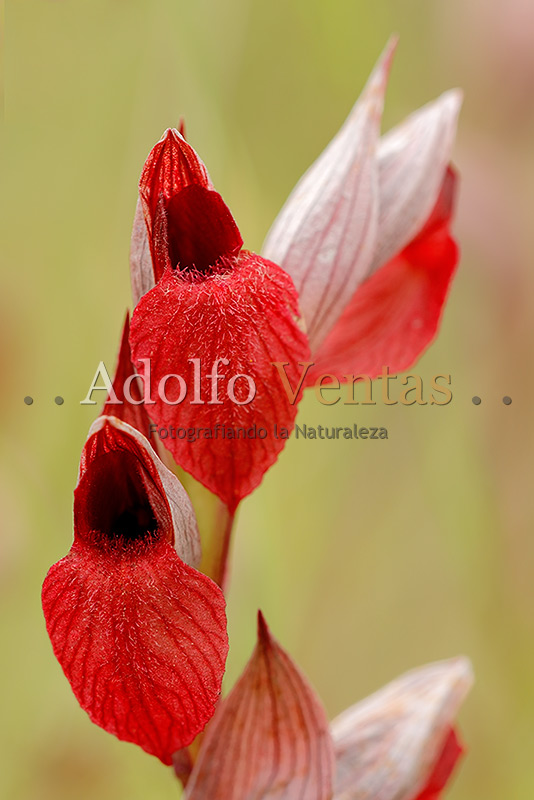 Serapias occidentalis (Detalle)