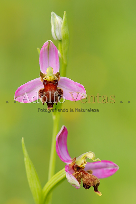 Ophrys apifera var. almaracensis