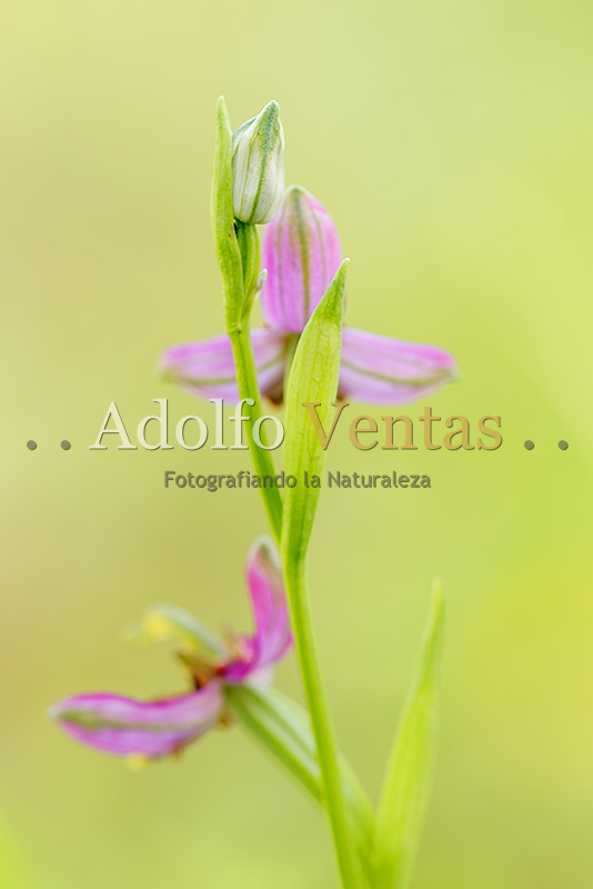 Ophrys apifera var. almaracensis