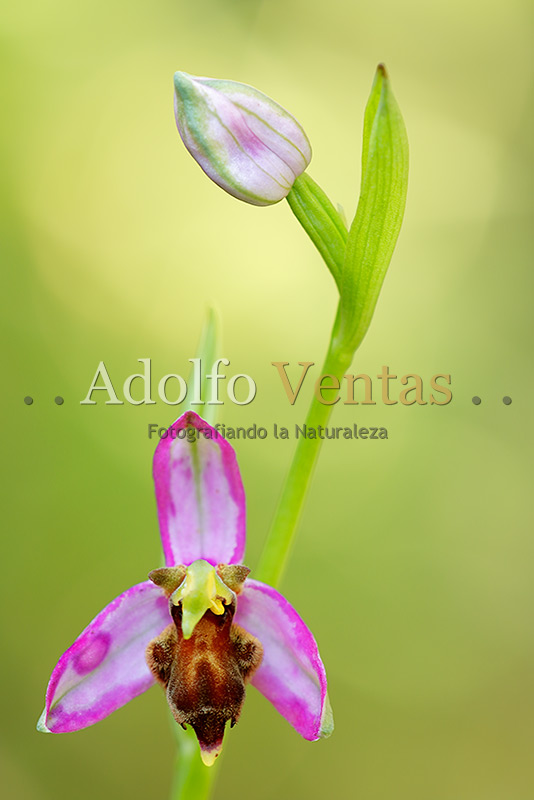 Ophrys apifera var. almaracensis