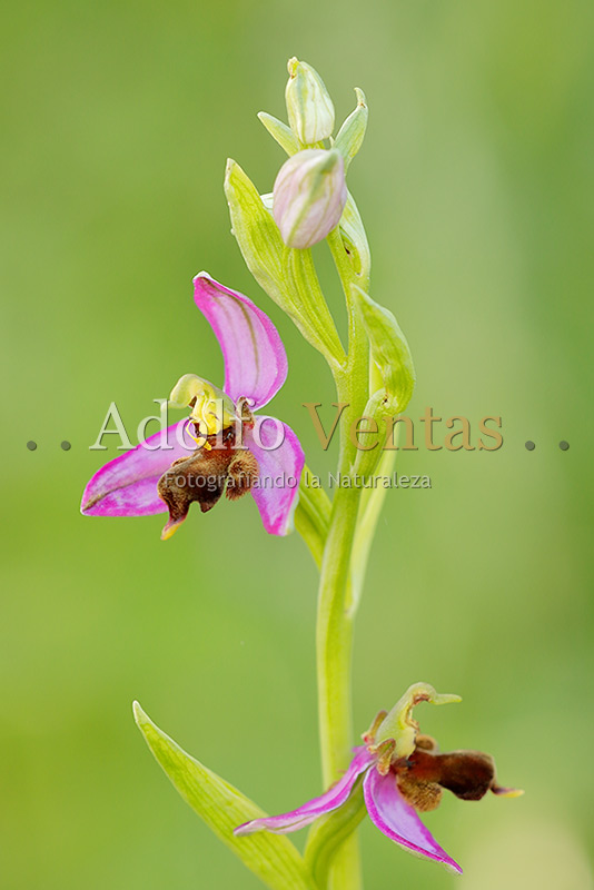 Ophrys apifera var. almaracensis