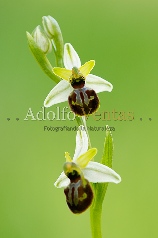 Ophrys castellana