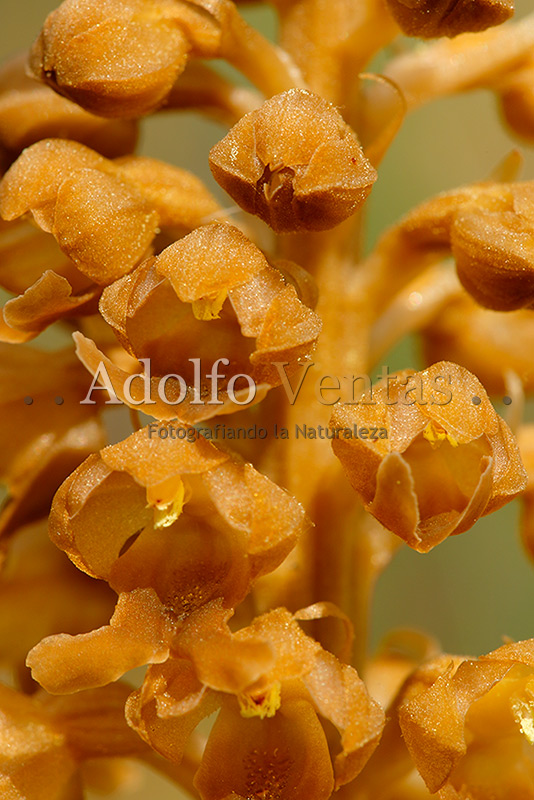 Neottia nidus-avis
