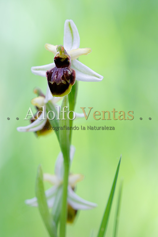 Ophrys castellana