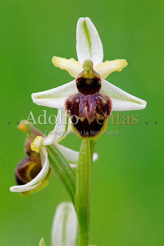 Ophrys castellana