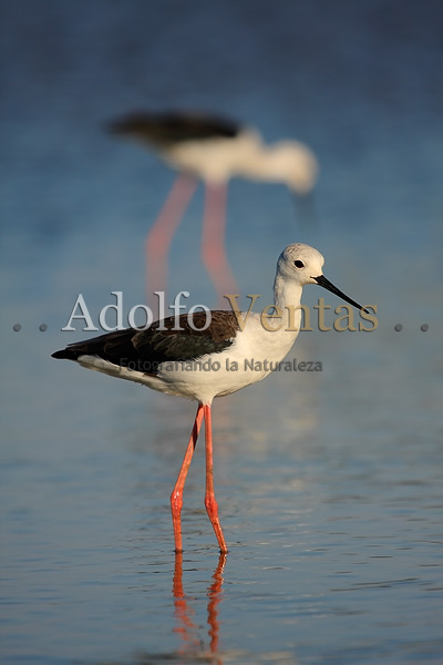 Cigüeñuelas (Himantopus himantopus)