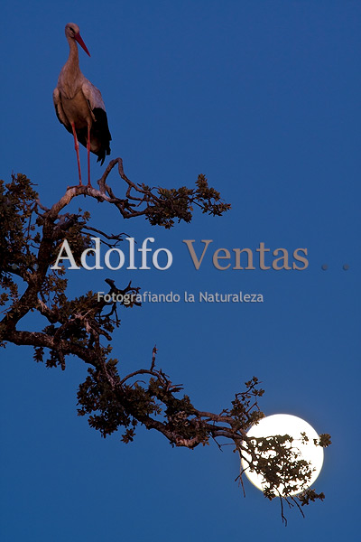 La Fotografía Imposible