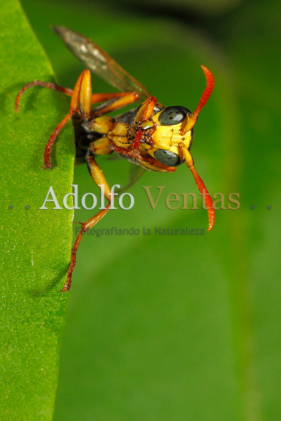 Avispa Papelera (Polistes dominulus)