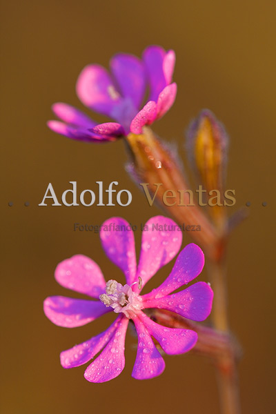 Colleja roja (Silene colorata)
