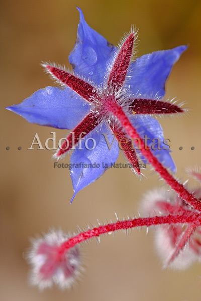 Borraja (Borago officinalis)