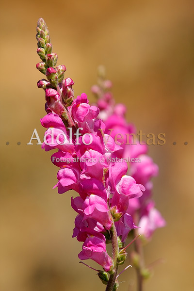 Conejitos (Antirrhinum majus)