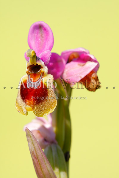 Ophrys tenthredinifera