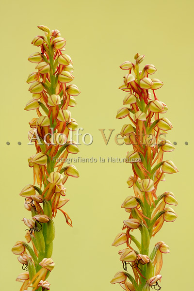 Aceras anthropophorum