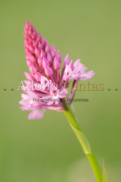 Anacamptis pyramidalis