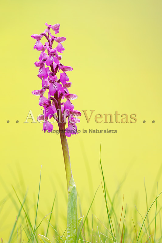 Orchis morio