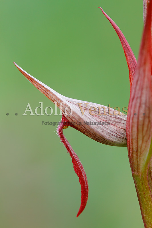 Serapias strictiflora (Flor)