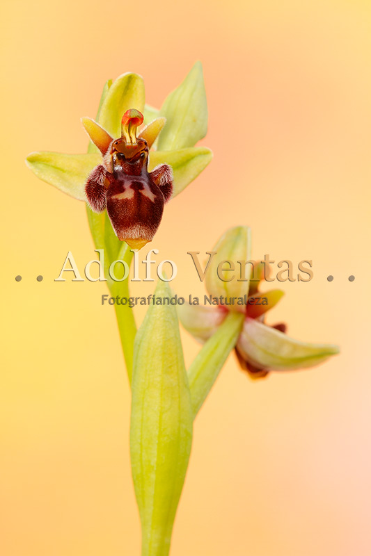 Ophrys x olbiensis