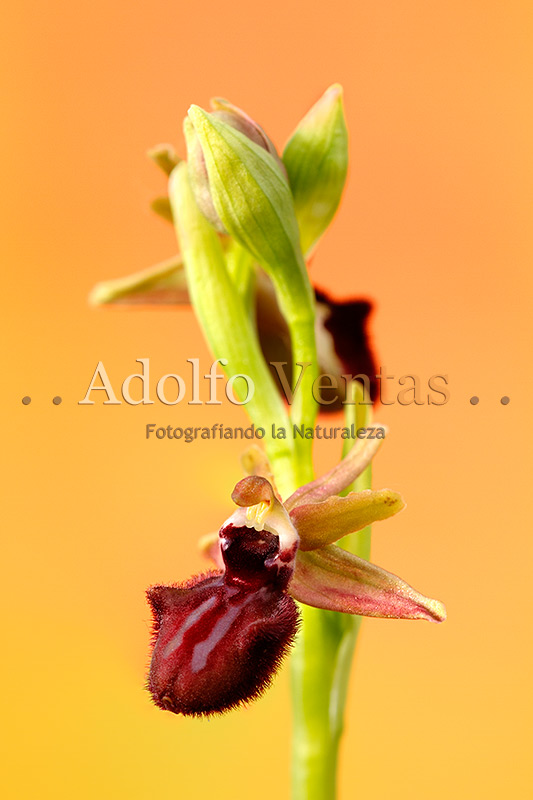 Ophrys incubacea var. rubriflora