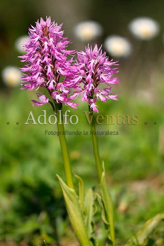 Orchis italica