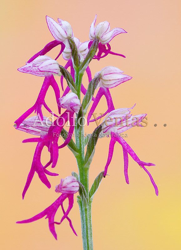 Orchis x bivonae