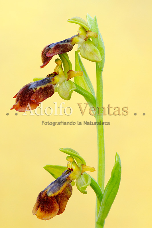 Ophrys x chobautii