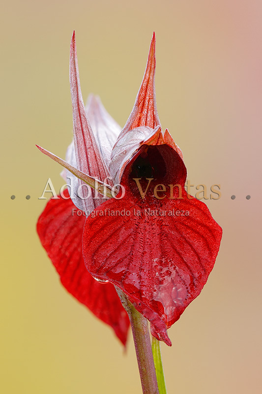 Serapias cordigera (Vista Frontal)