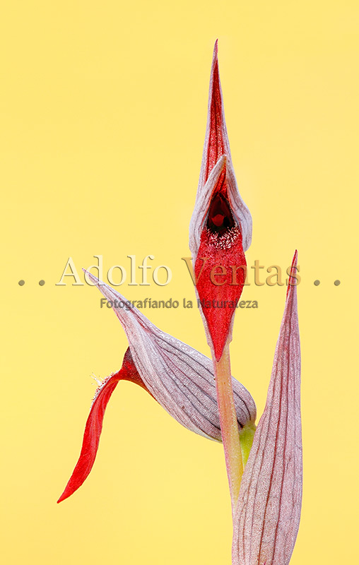 Serapias strictiflora (Vista Frontal)