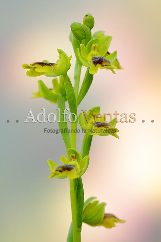 Ophrys lutea (Subsp. minor)