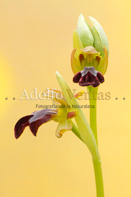 Ophrys fusca subsp. arnoldii