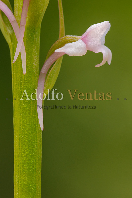 Gymnadenia conopsea (Detalle)
