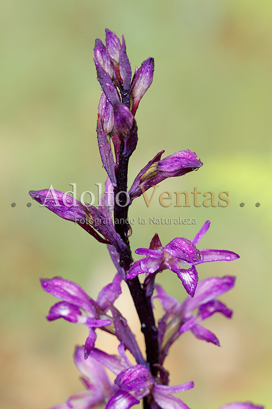 Limodorum abortivum (Inflorescencia)