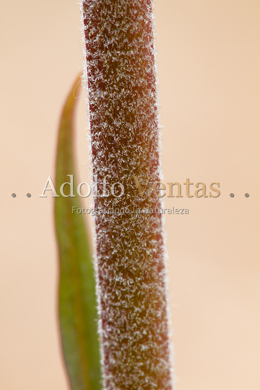 Epipactis microphylla (Tallo)