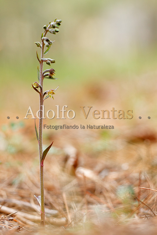 Epipactis microphylla (Planta)