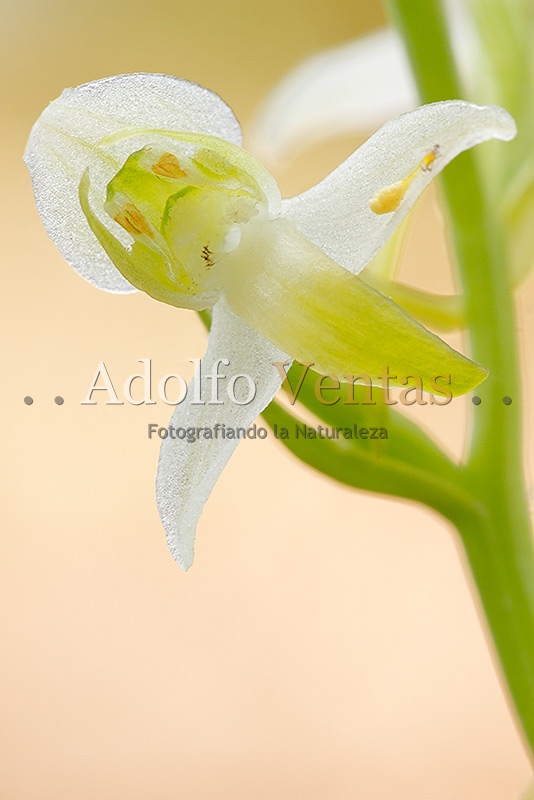 Platanthera chlorantha (detalle flor)