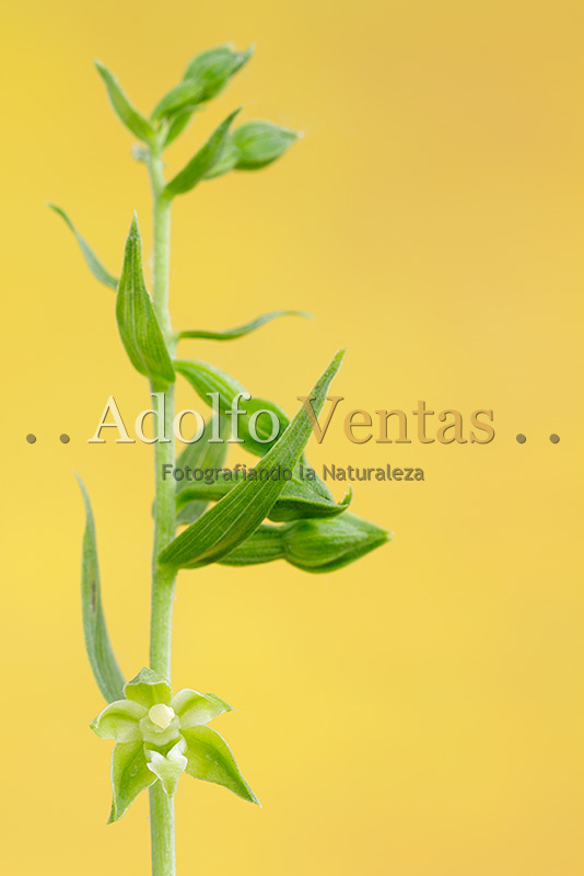 Epipactis fageticola (Inflorescencia)