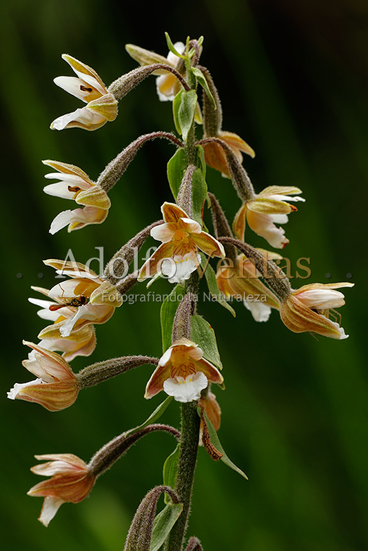 Epipactis palustris (Inflorescencia)