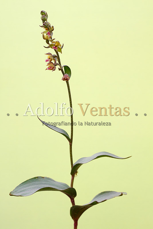 Epipactis kleinii (Planta)