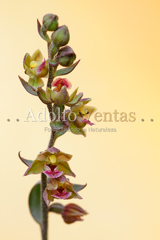 Epipactis kleinii (Flores)