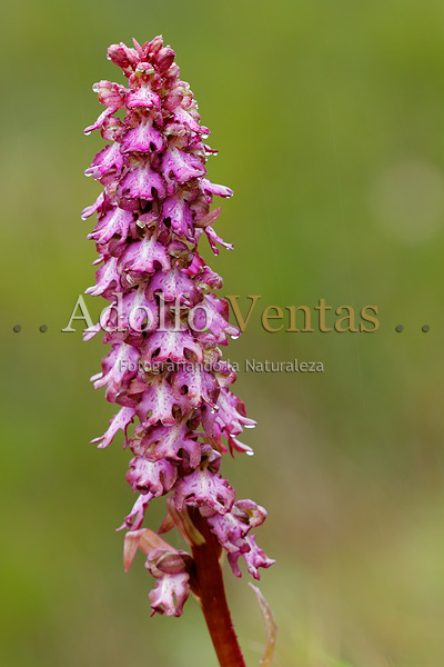 Barlia robertiana (inflorescencia)