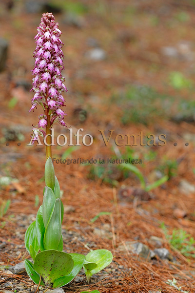 Barlia robertiana (planta completa)