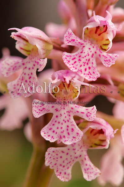 Orchis conica (flores)
