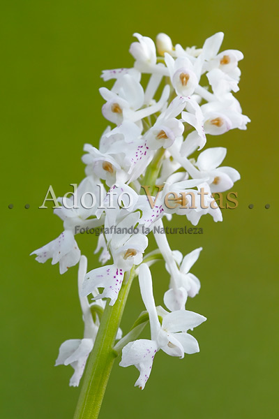 Orchis olbiensis (forma blanca)